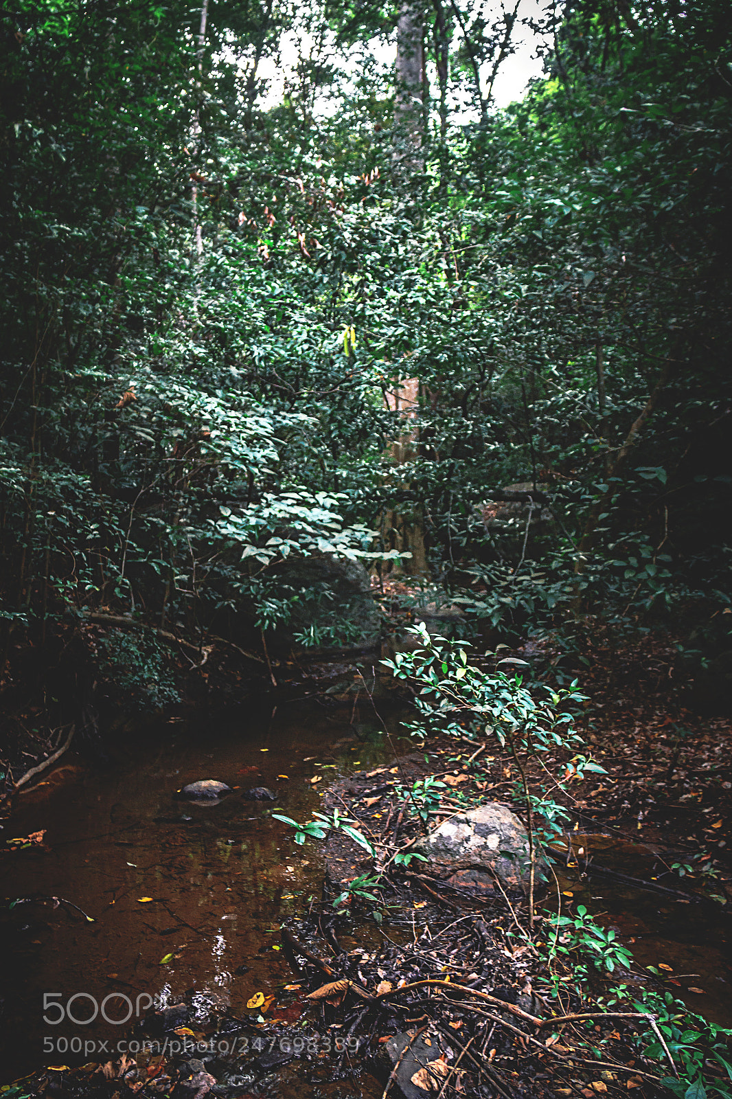 Canon EOS 600D (Rebel EOS T3i / EOS Kiss X5) sample photo. The kaludiya pokuna forest photography