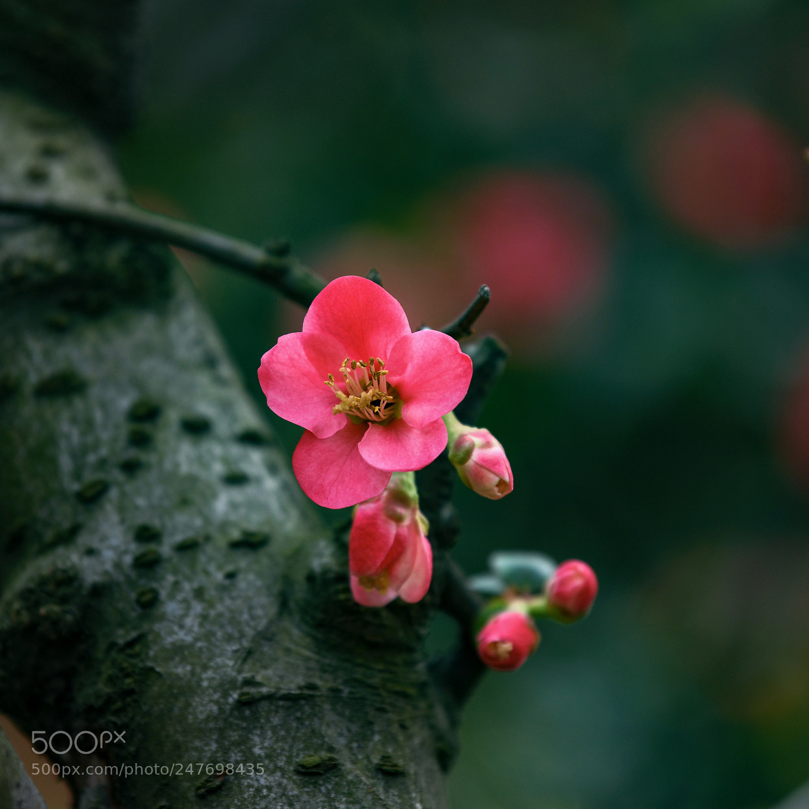 Nikon D850 sample photo. Spring flower 01 photography