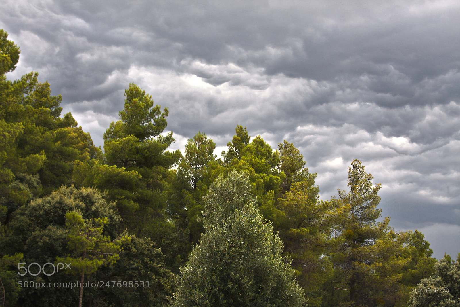 Canon EOS 40D sample photo. Green on gray photography
