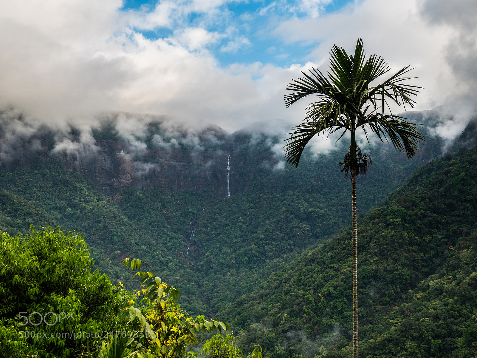 Olympus OM-D E-M5 II sample photo. Jungle landscape photography