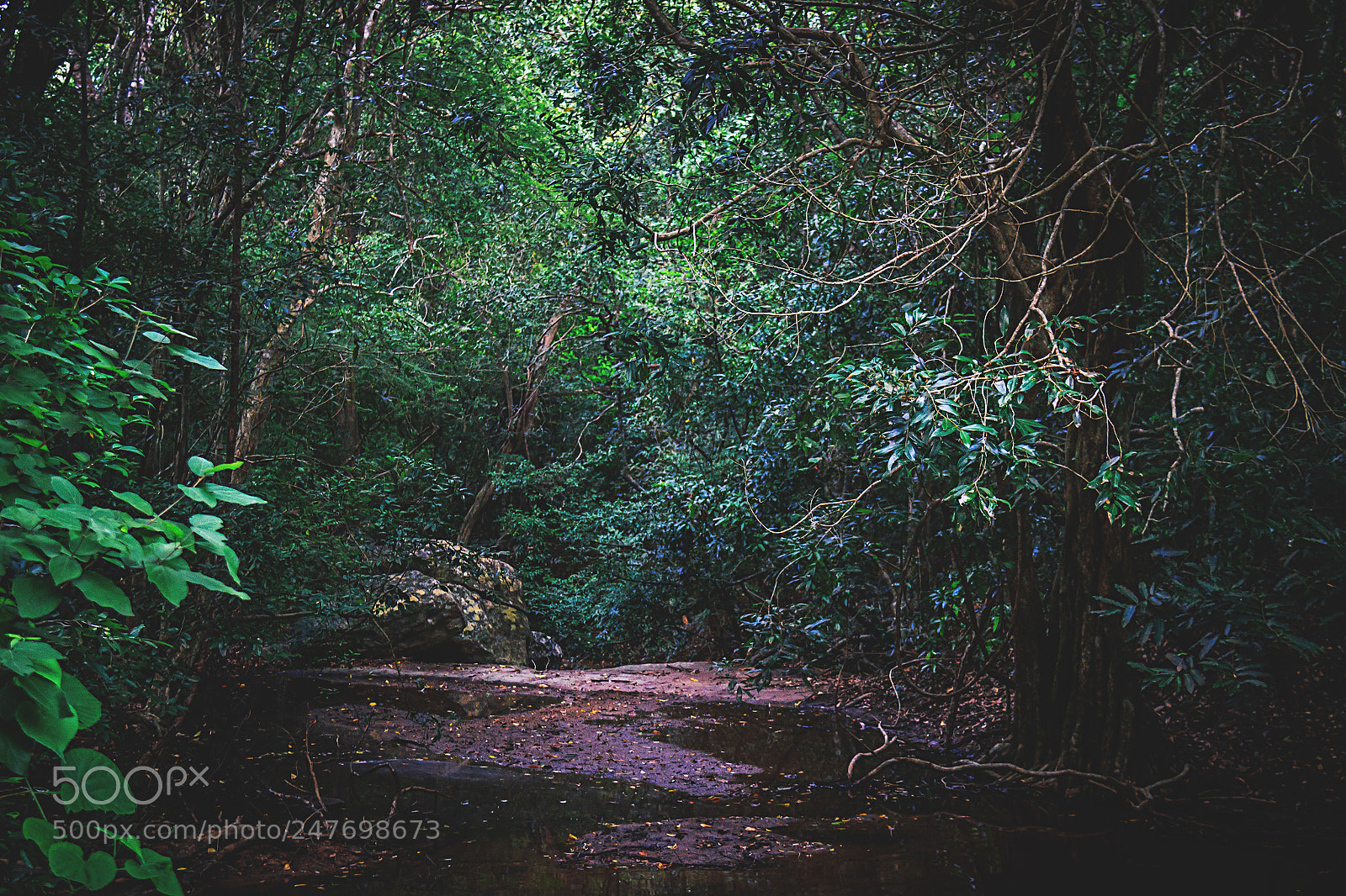Canon EOS 600D (Rebel EOS T3i / EOS Kiss X5) sample photo. The kaludiya pokuna forest photography