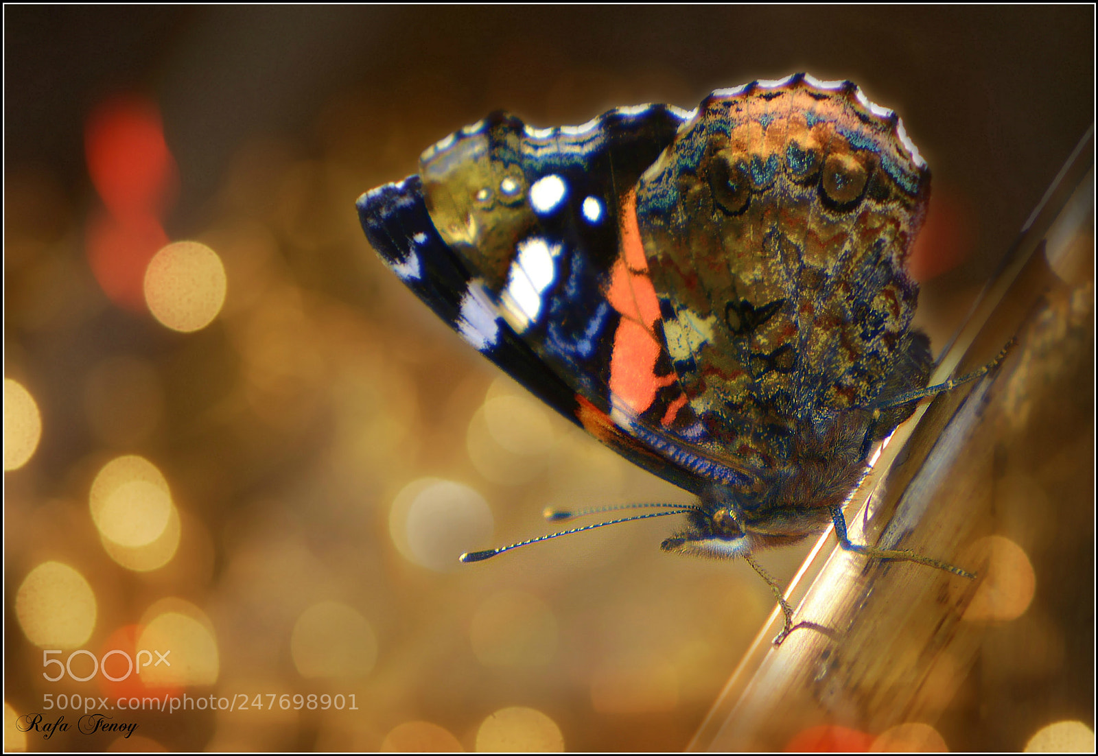 Nikon D7100 sample photo. Paleta de colores photography