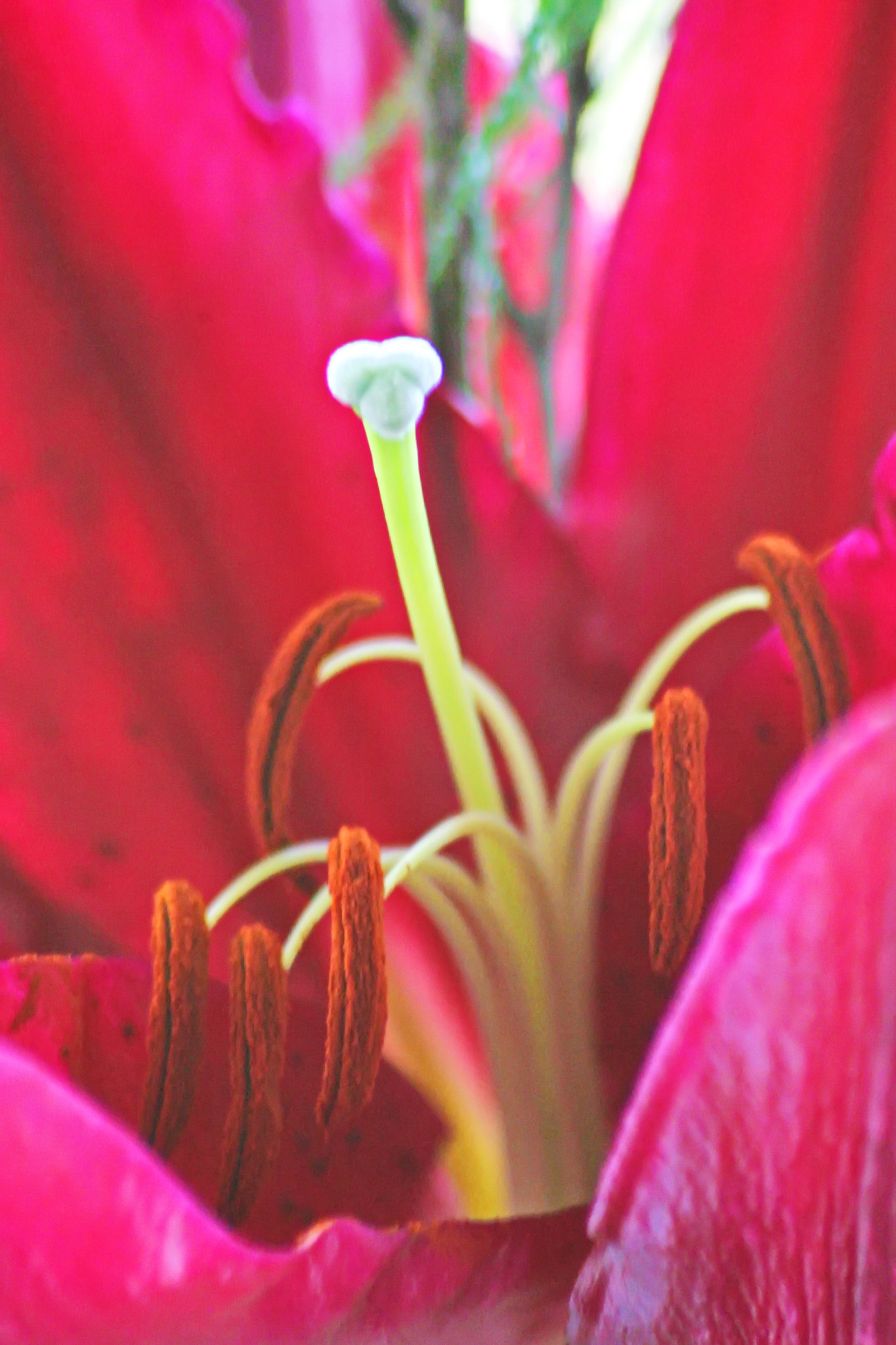 Canon EOS-1D Mark II sample photo. Alien flower photography