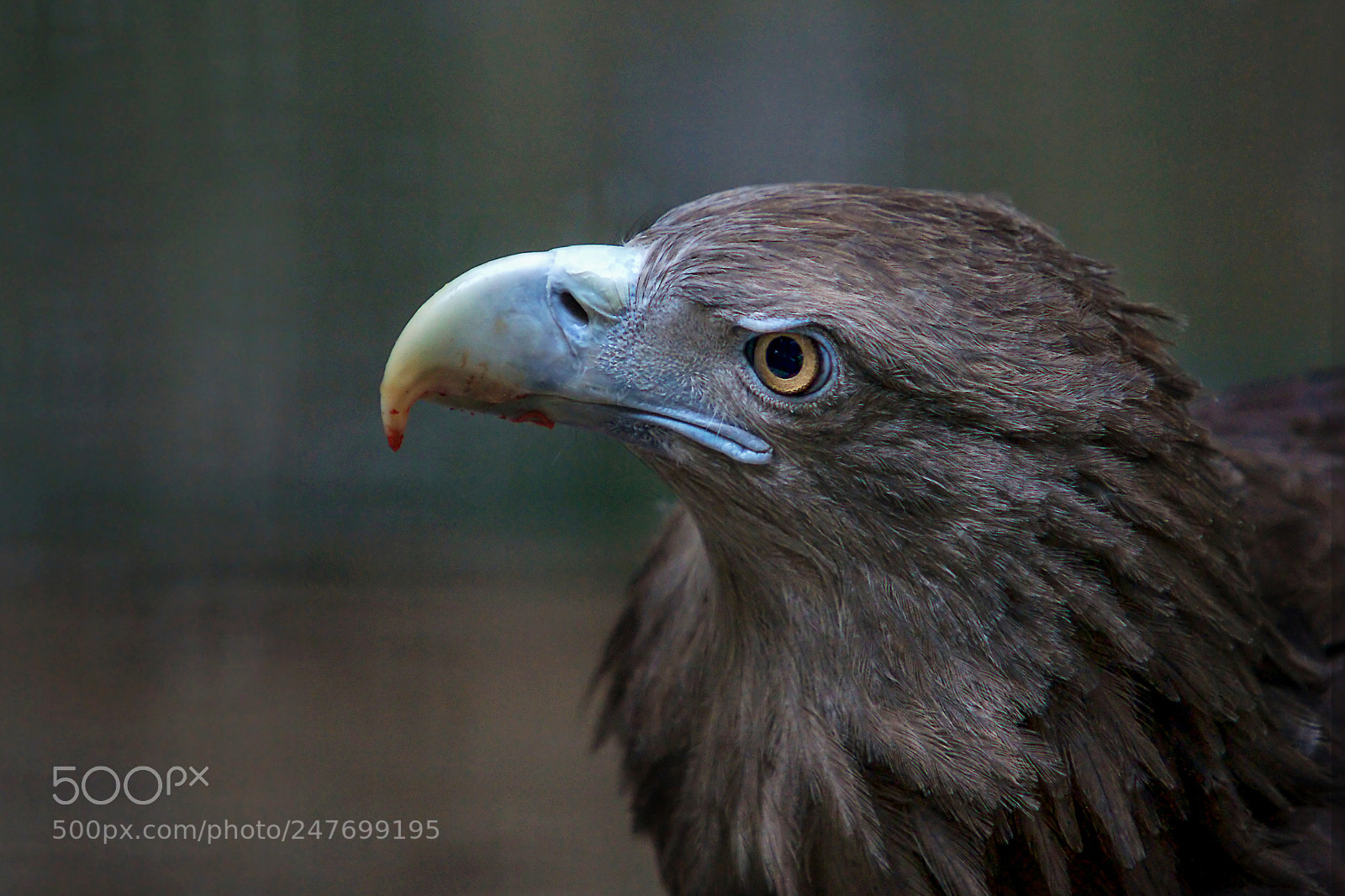 Sony Alpha DSLR-A900 sample photo. 美餐后 photography