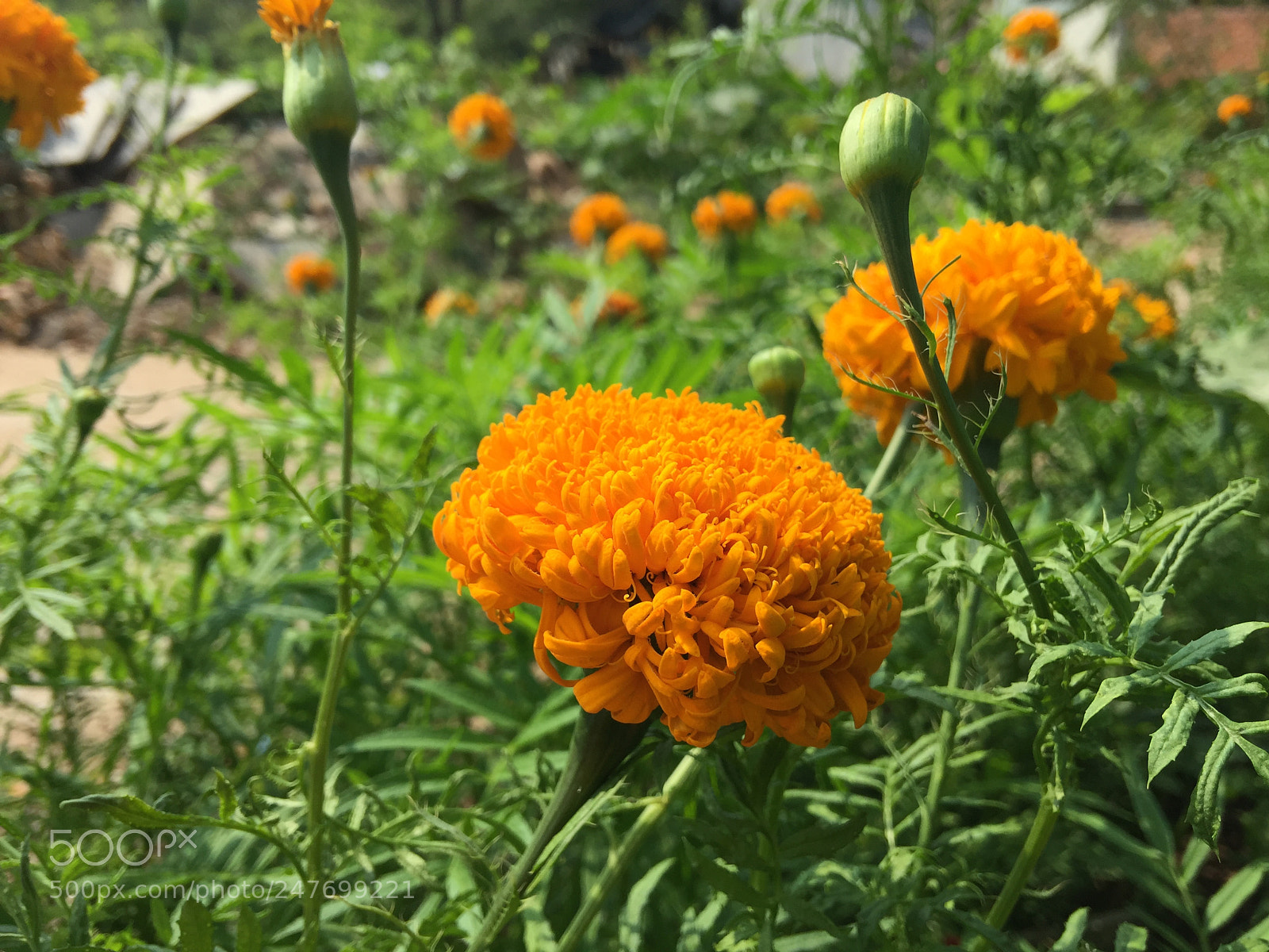 Apple iPhone 6 Plus sample photo. ?? photography