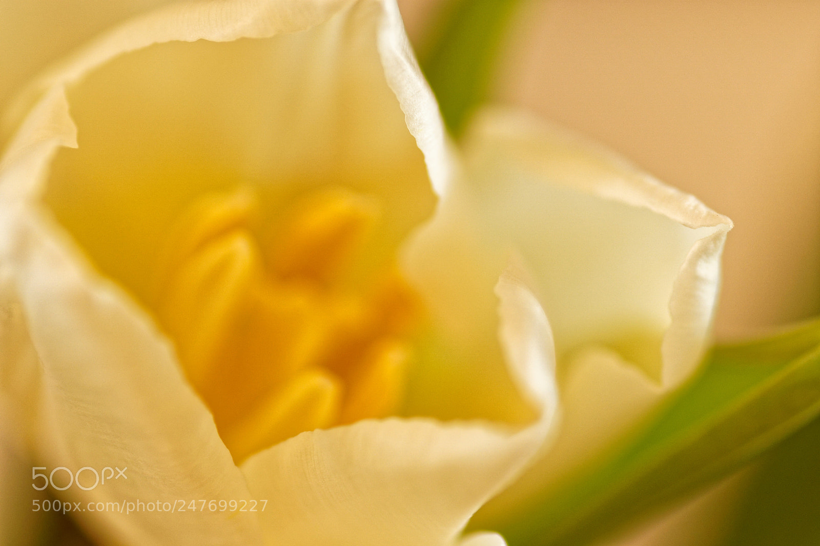 Sony ILCA-77M2 sample photo. Yellow photography