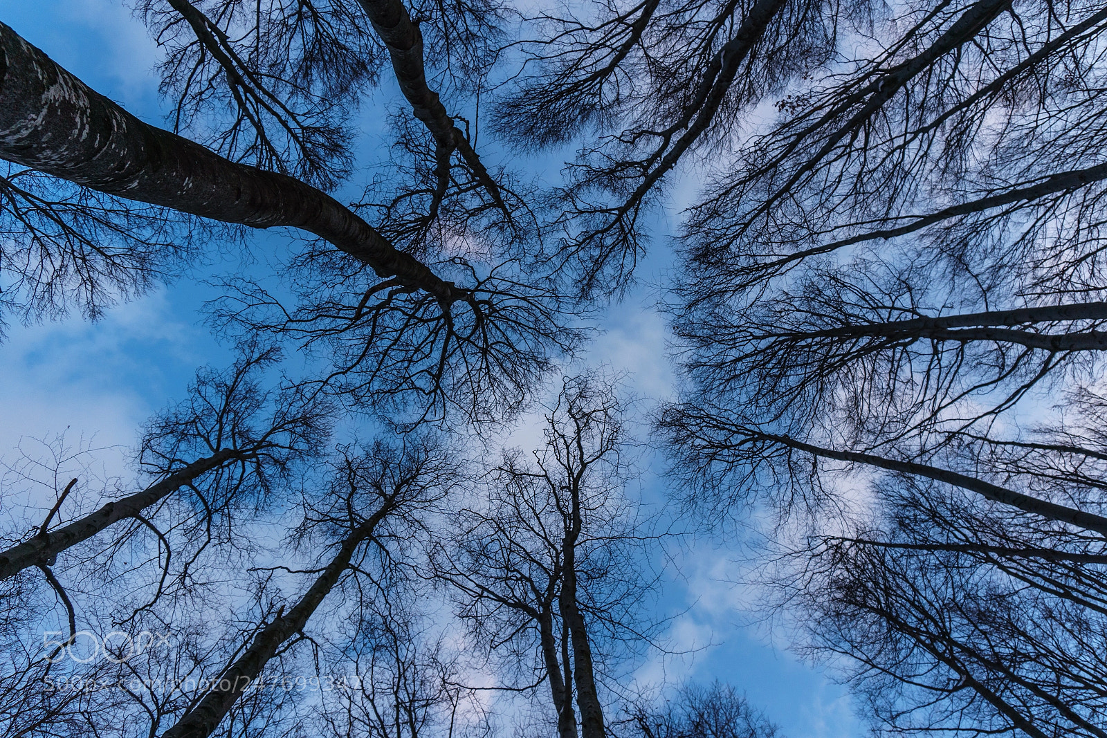 Sony a6300 sample photo. Winter forest photography