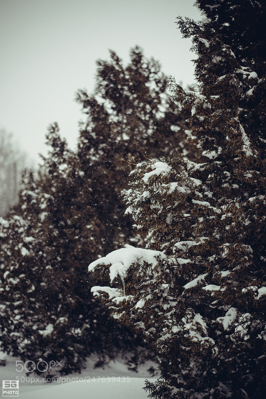 Nikon D3100 sample photo. Let it snow photography
