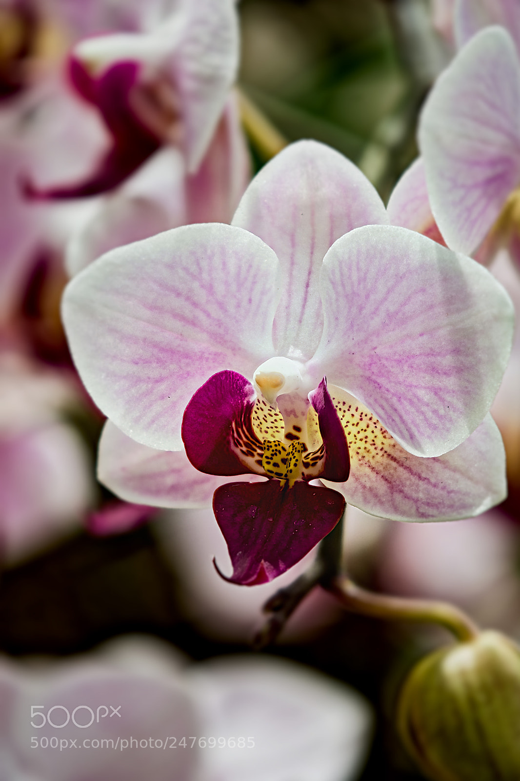 Nikon D7200 sample photo. Orchid 1 photography