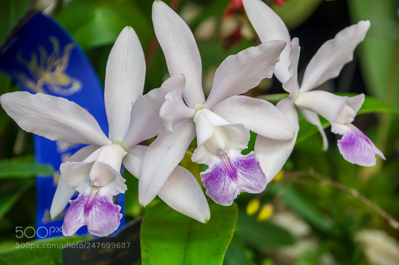 Nikon D7200 sample photo. Orchid 2 photography