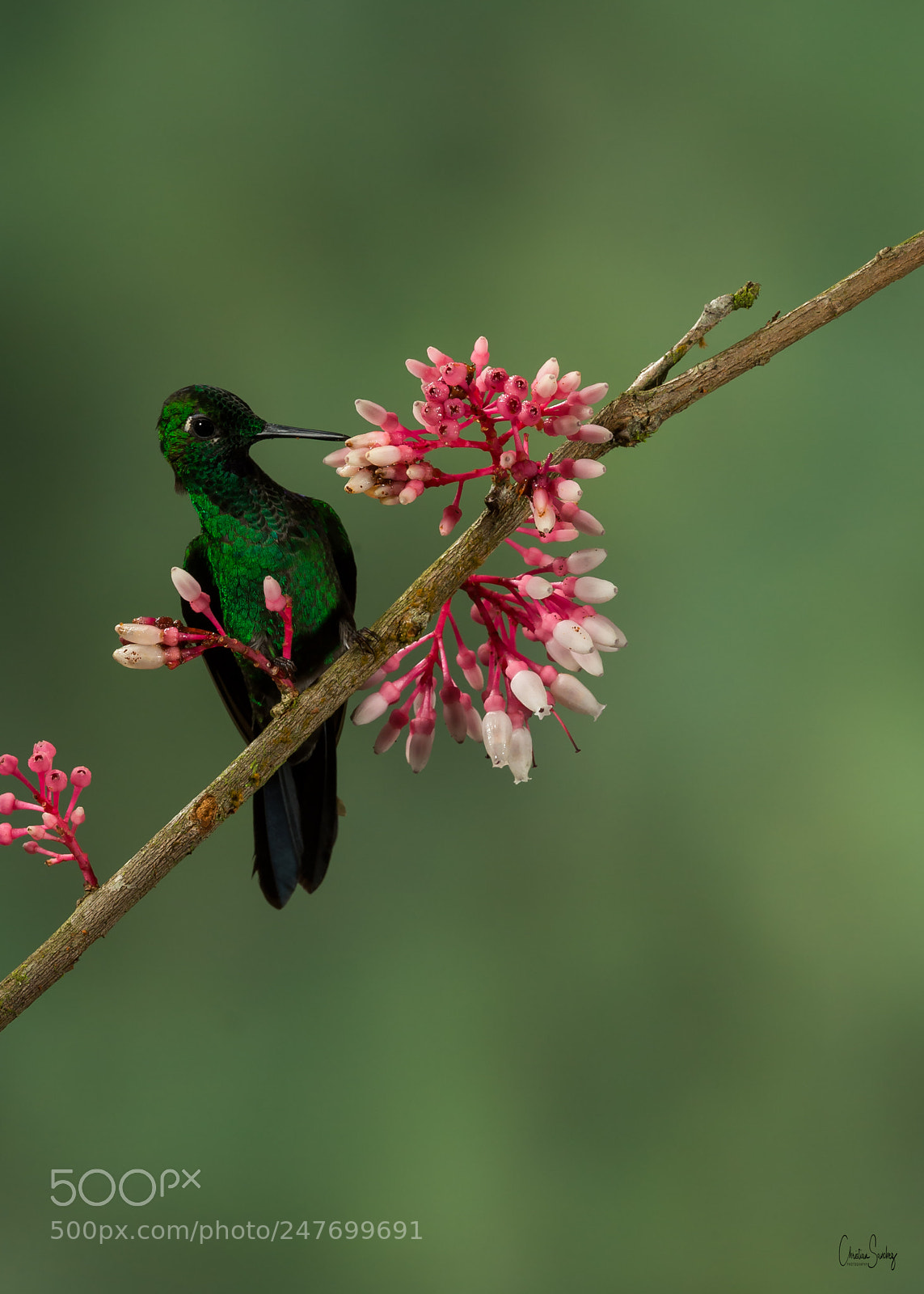 Nikon D4 sample photo. Green-crowned brilliant diamante frentiverde photography