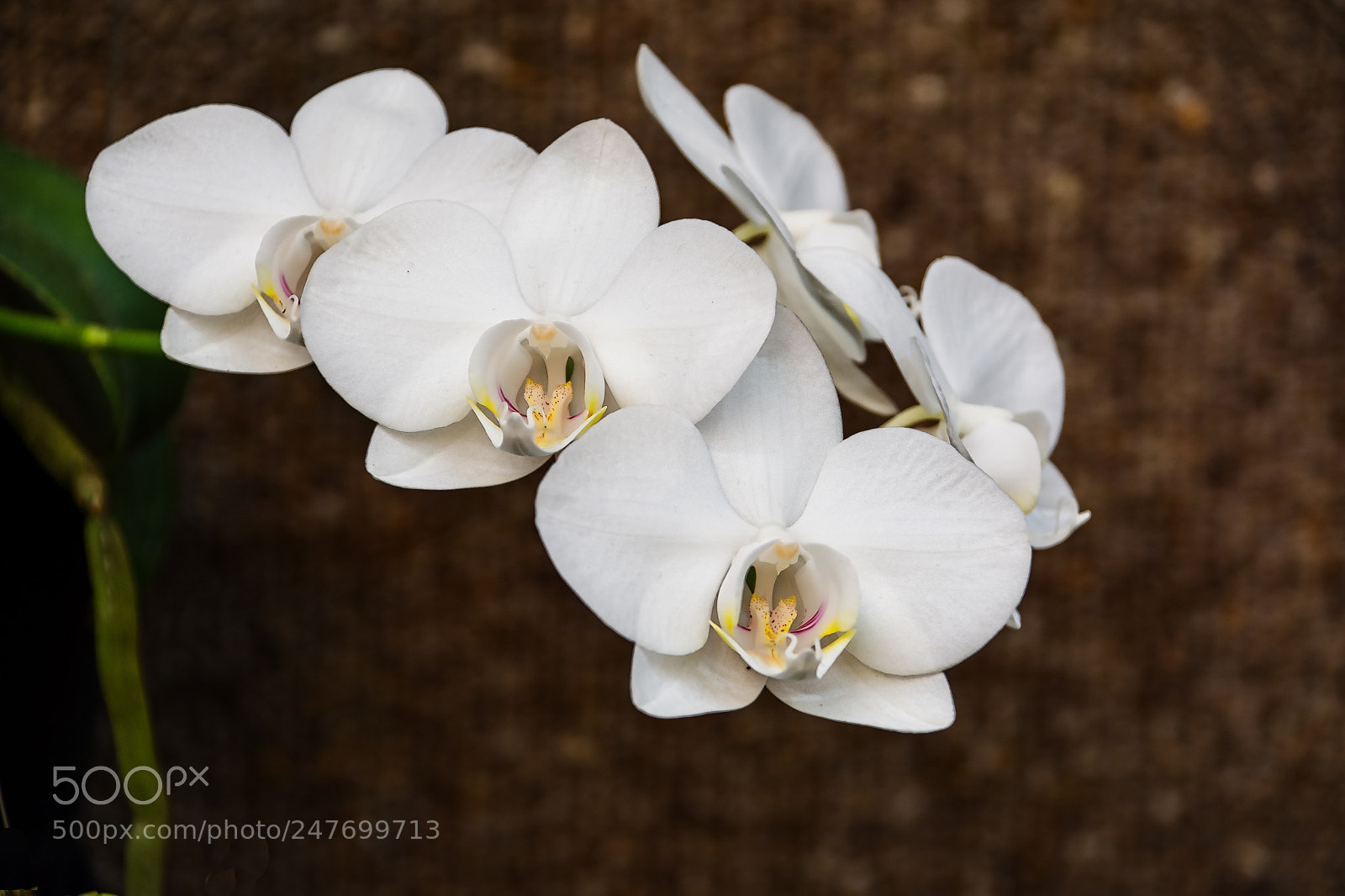 Nikon D7200 sample photo. Orchid 3 photography