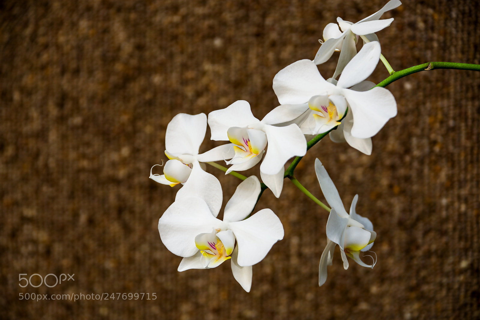 Nikon D7200 sample photo. Orchid 4 photography