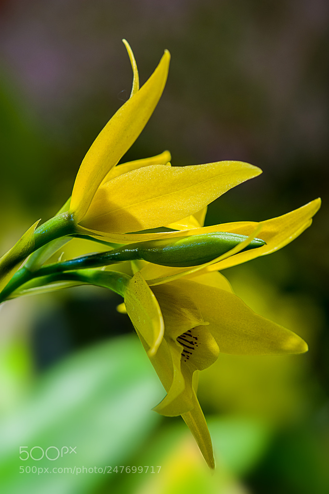 Nikon D7200 sample photo. Orchid 5 photography