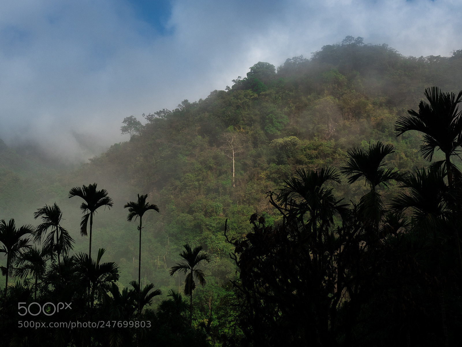 Olympus OM-D E-M5 II sample photo. Jungle scene photography