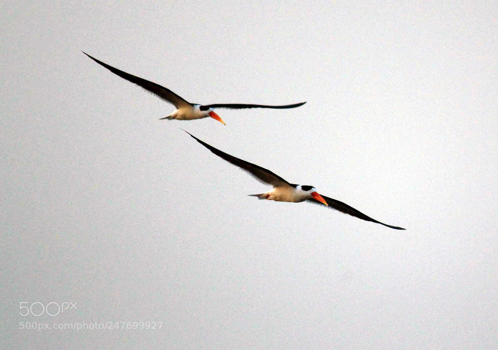 Canon EOS 700D (EOS Rebel T5i / EOS Kiss X7i) sample photo. Indian skimmer photography