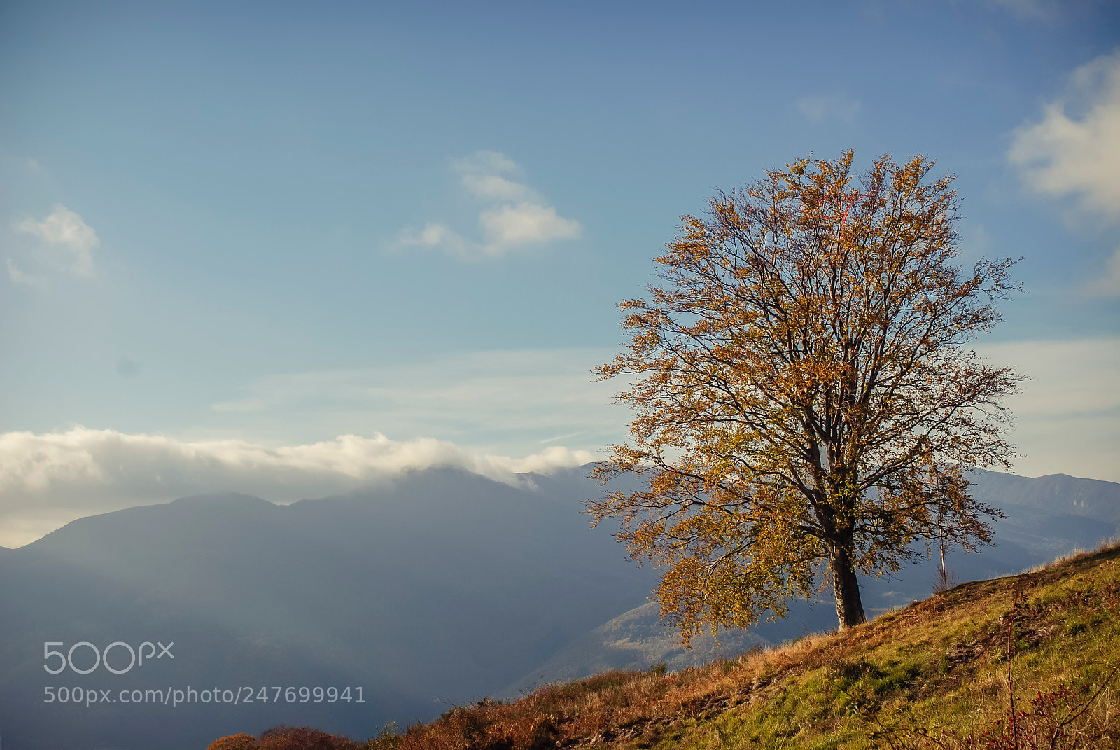 Nikon D80 sample photo. Same tree, different season photography