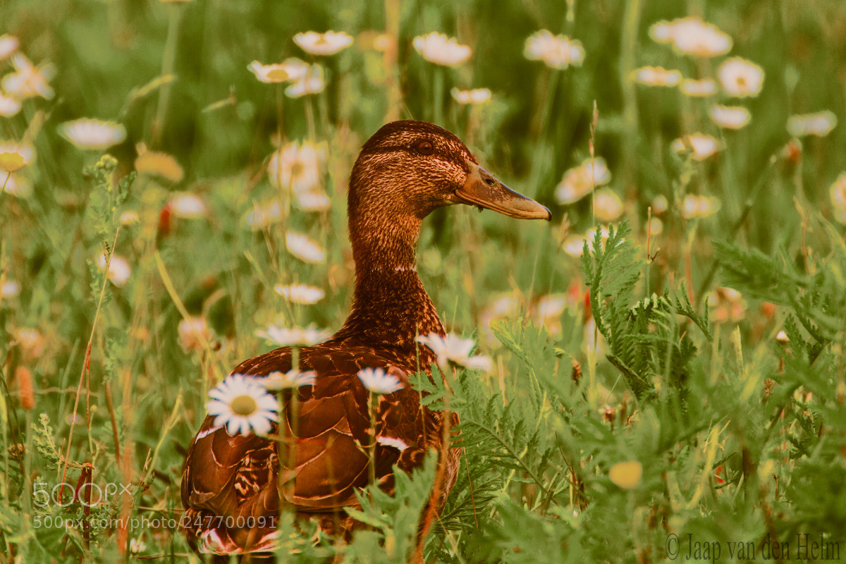 Canon EOS 550D (EOS Rebel T2i / EOS Kiss X4) sample photo. Duck photography