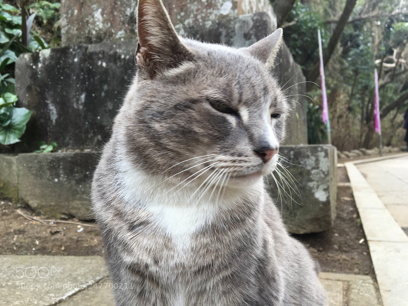 Apple iPhone 6s sample photo. A cat at enoshima photography