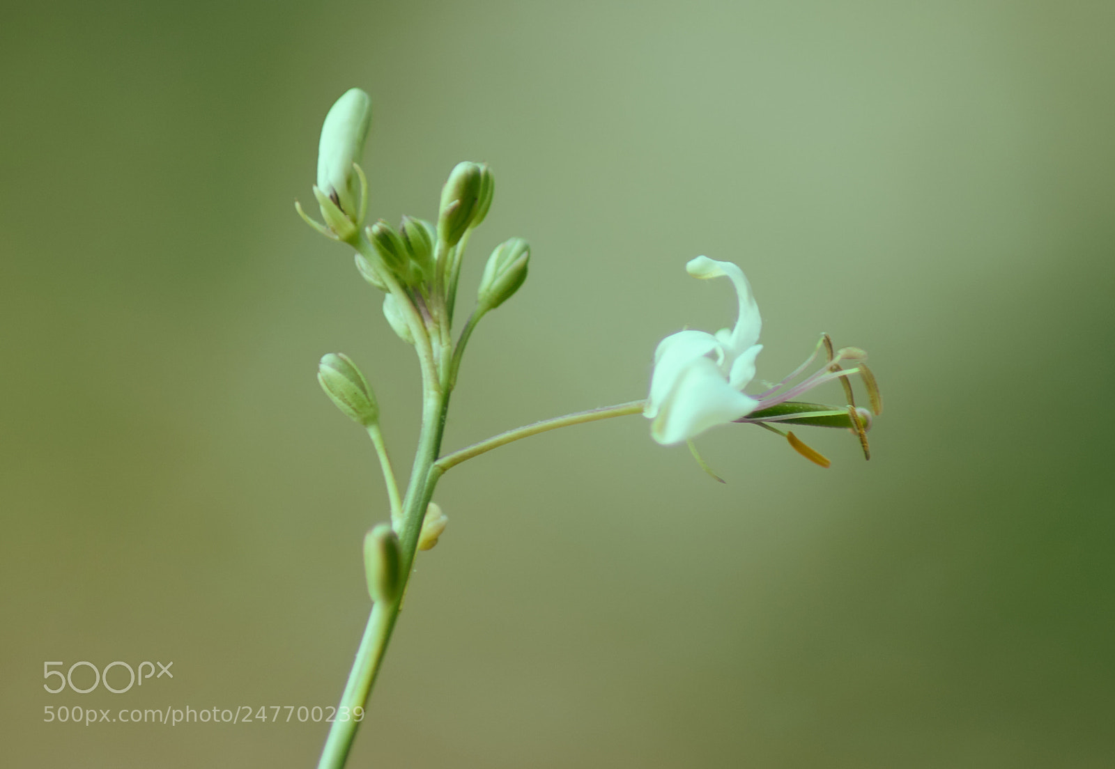 Canon EOS 750D (EOS Rebel T6i / EOS Kiss X8i) sample photo. White and green photography
