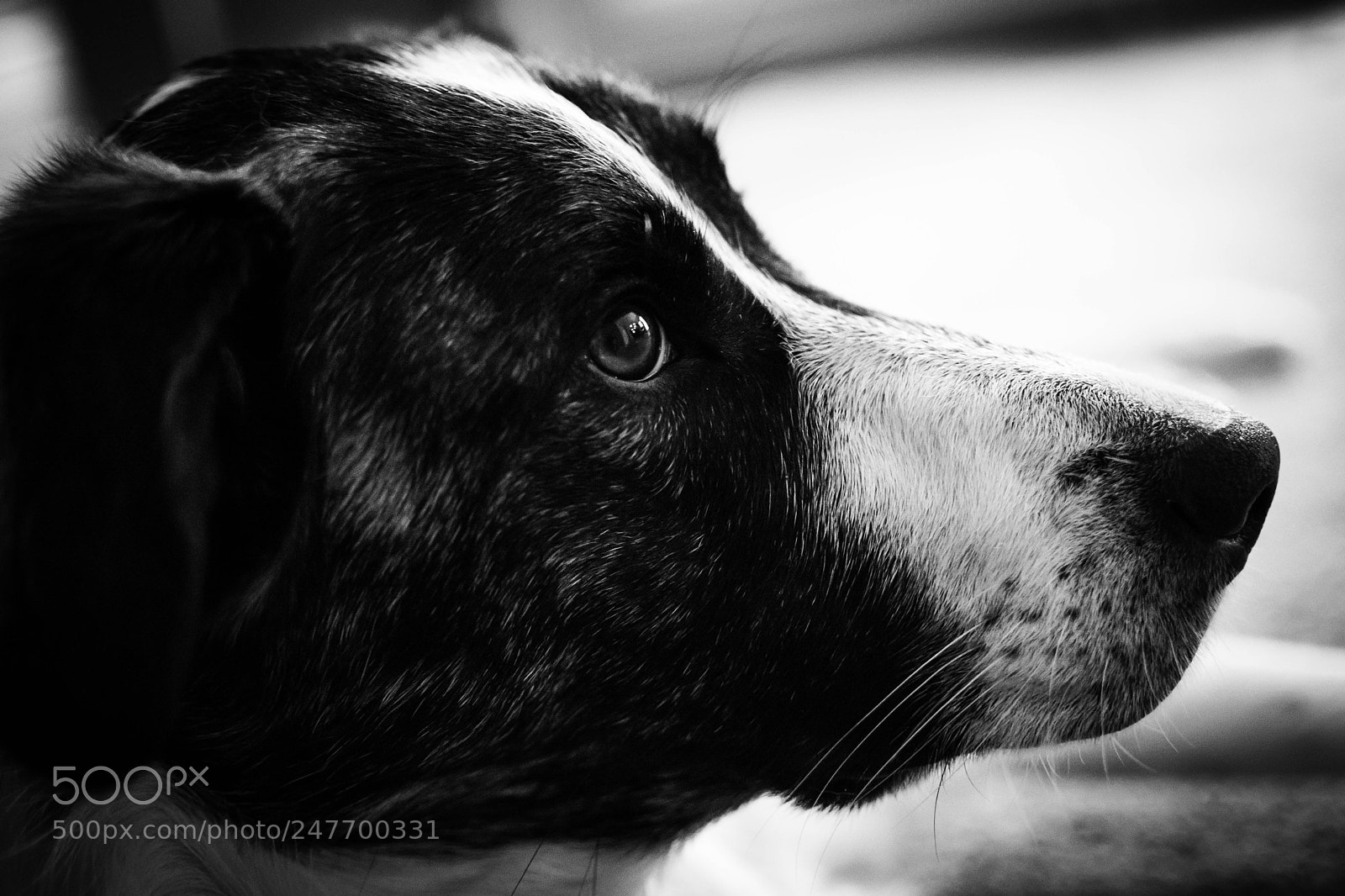 Nikon D7100 sample photo. Miya in b w photography