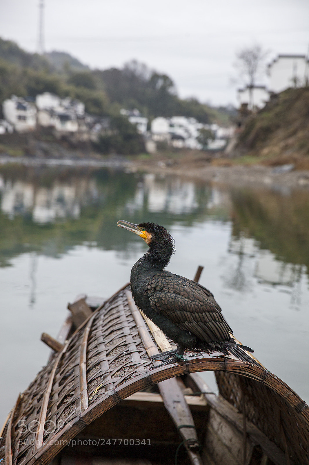 Canon EOS 5DS R sample photo. The phalacrocorax新安江鱼鹰 photography