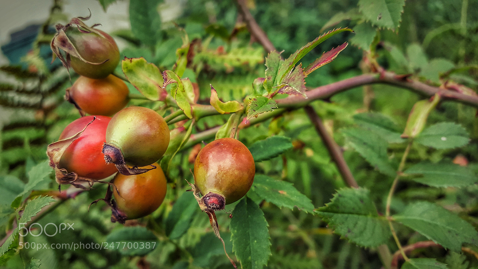 Samsung GALAXY S6 edge sample photo. Untitled photography