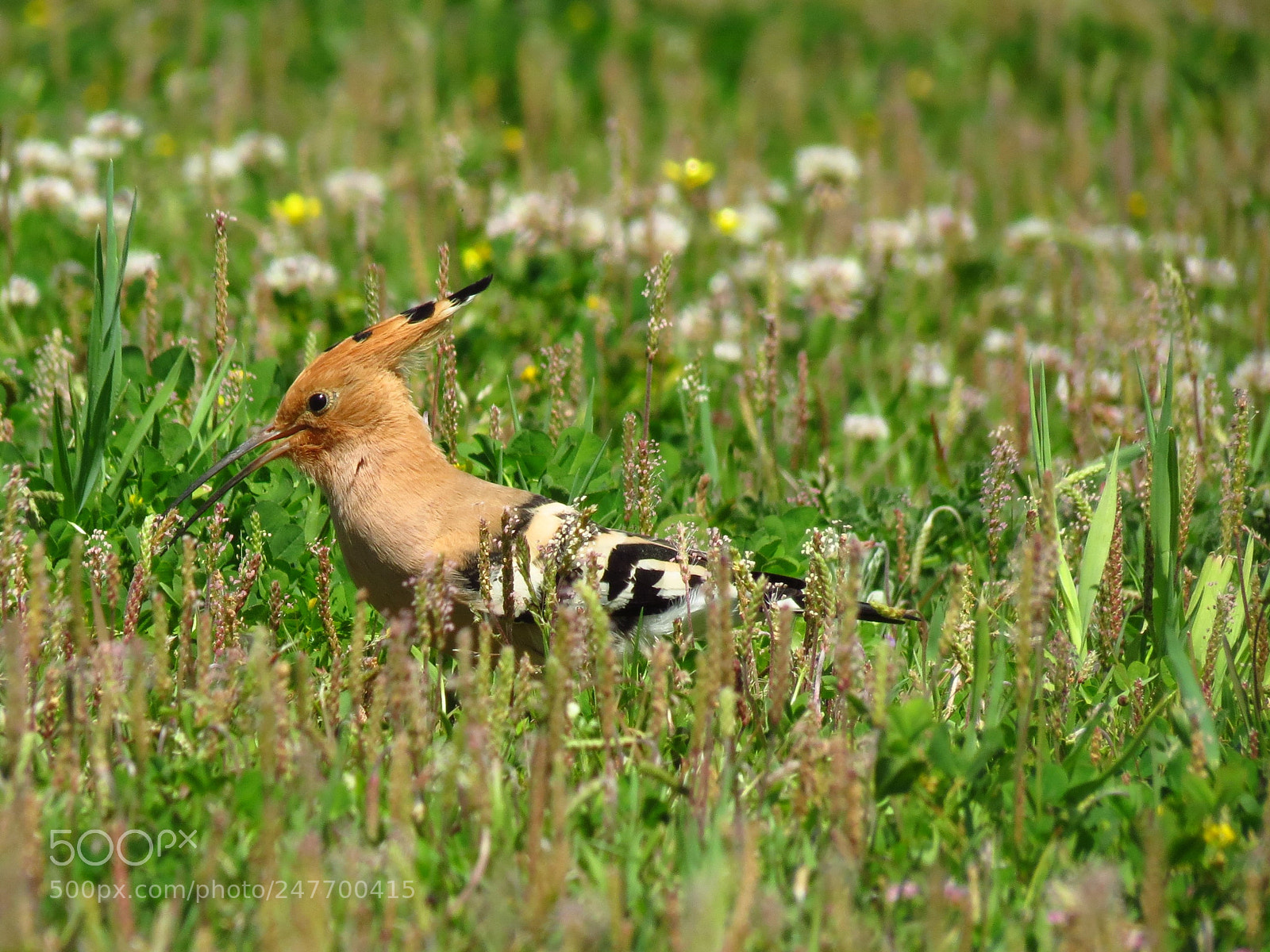Canon PowerShot SX40 HS sample photo. Poupa (upupa epops) hoopoe photography