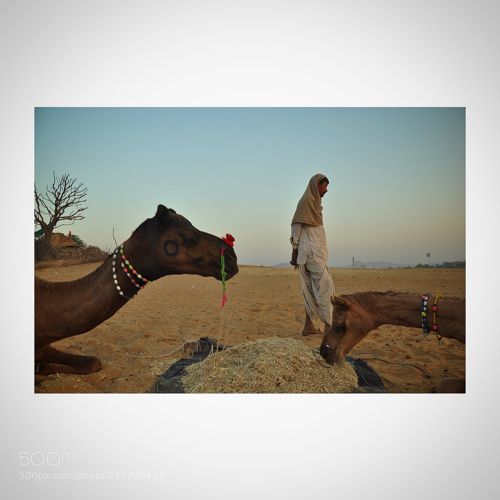 Nikon D90 sample photo. Marchant in the camel photography