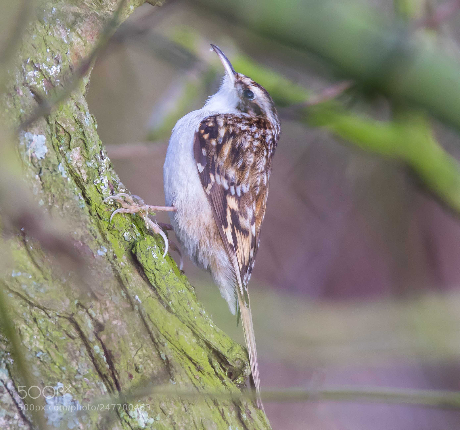 Canon EOS 7D Mark II sample photo. Treecreeper photography