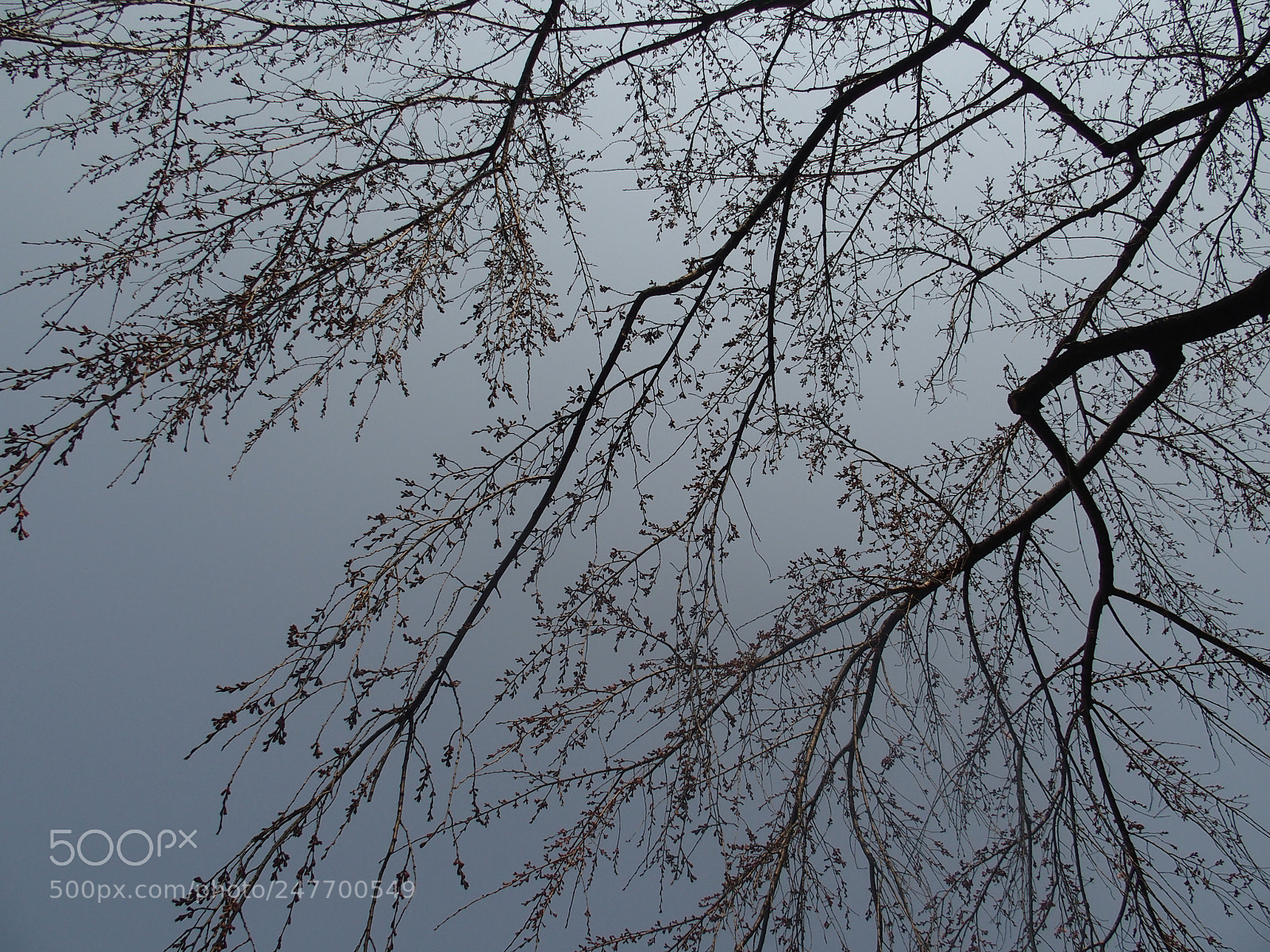 Olympus STYLUS1,1s sample photo. Signs of spring photography