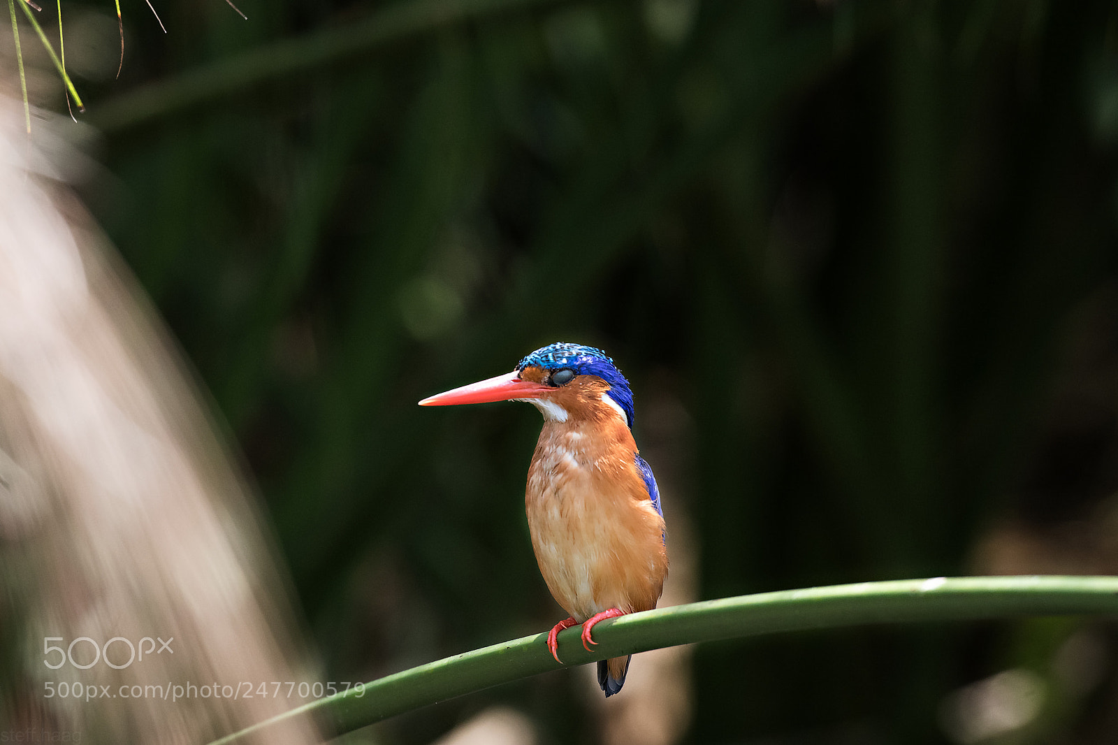 Canon EOS 80D sample photo. Kingfisher photography