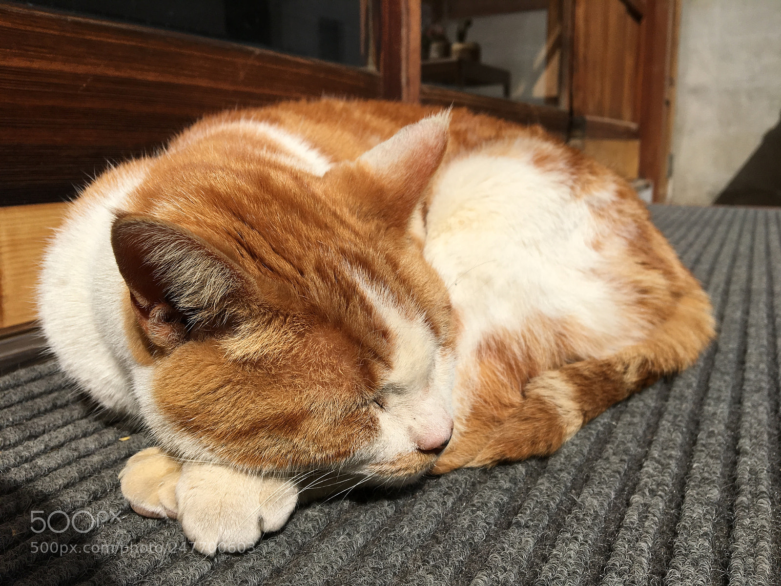 Apple iPhone 6s sample photo. Sleeping cat at enoshima photography