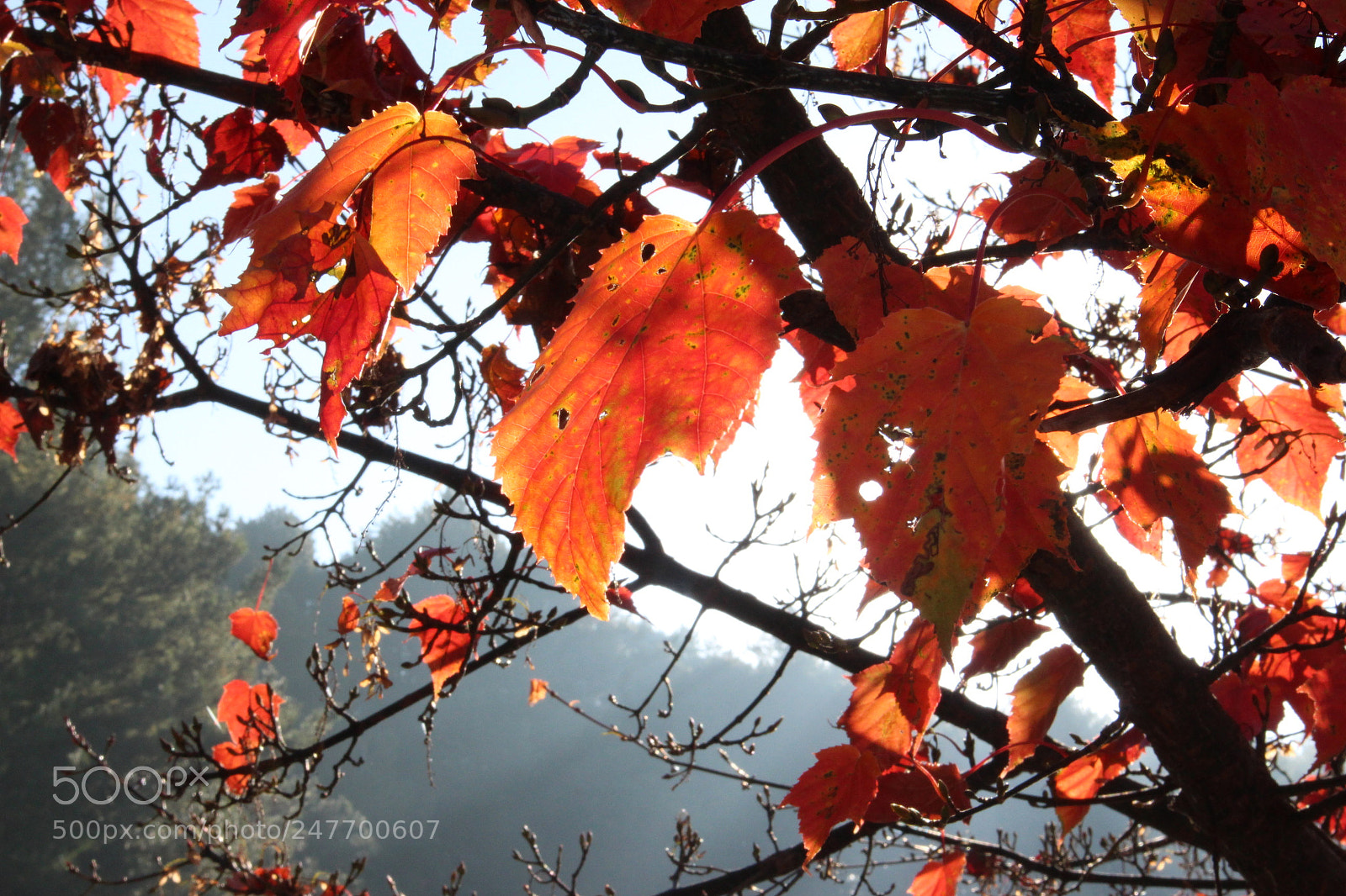 Canon EOS M sample photo. 紅榨楓 photography