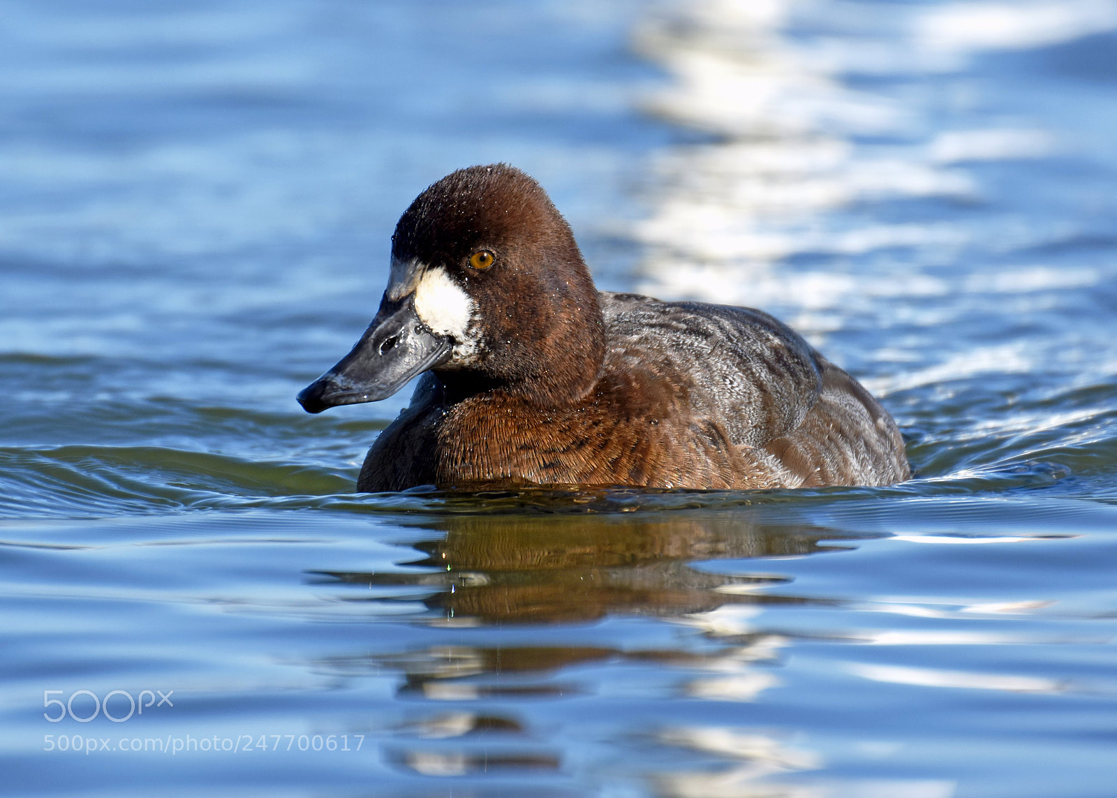Nikon D7200 sample photo. Greater scaup hen photography