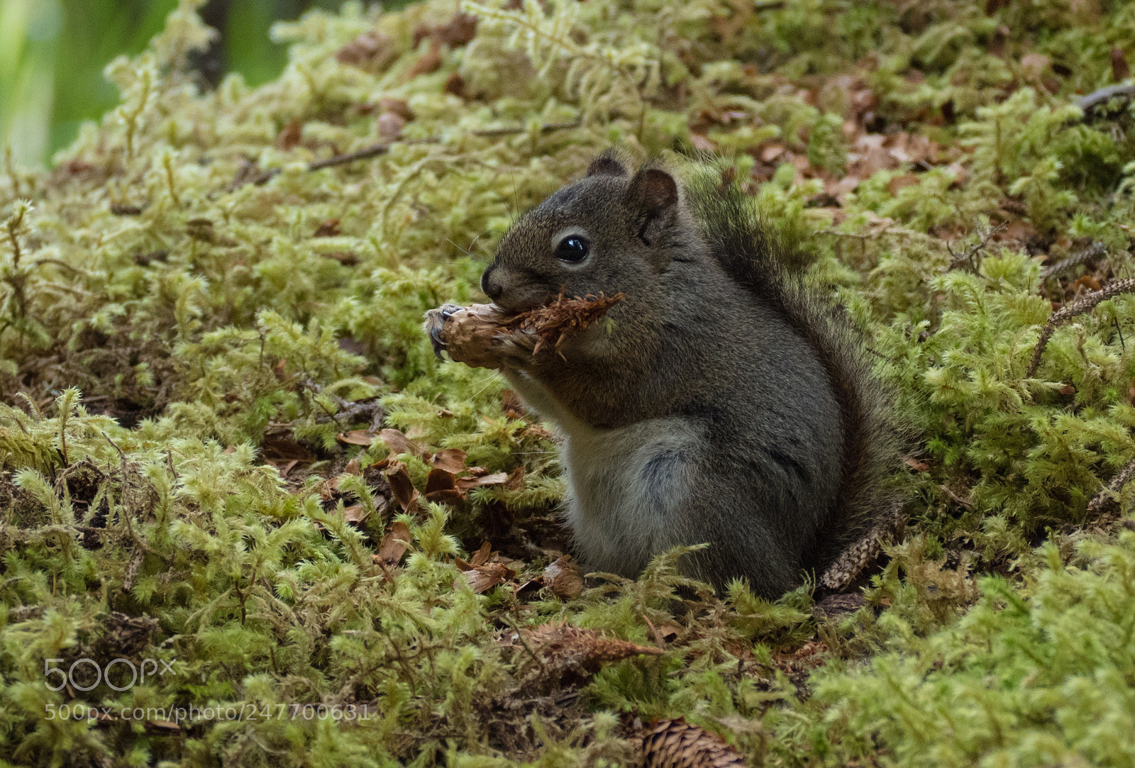 Olympus OM-D E-M5 II sample photo. Squirrel in canada photography