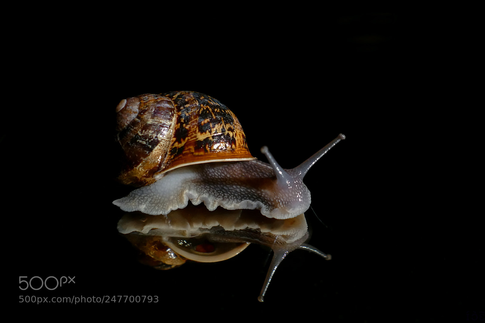 Panasonic Lumix DMC-FZ1000 sample photo. Snail photography