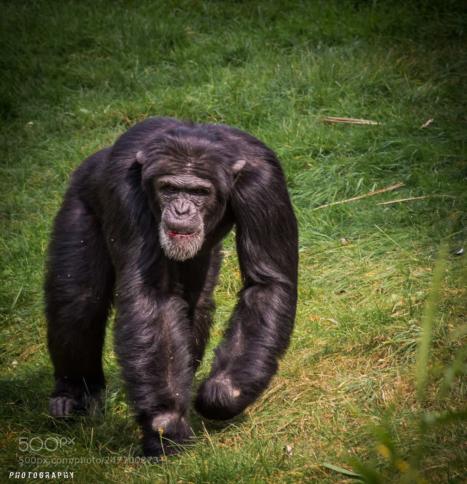 Canon EOS 700D (EOS Rebel T5i / EOS Kiss X7i) sample photo. Bongo land photography
