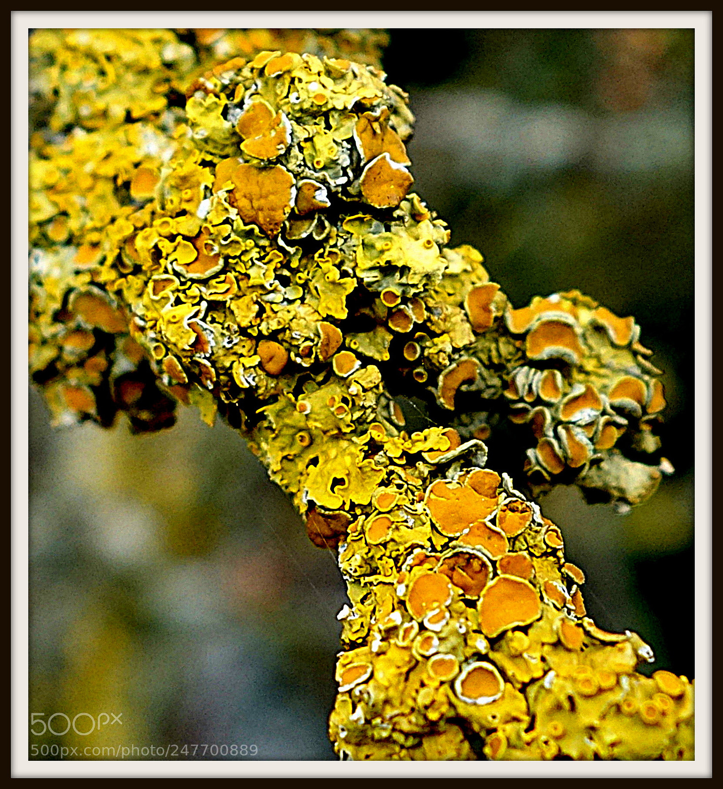Sony Cyber-shot DSC-RX100 II sample photo. Beaujolais () france couleur photography