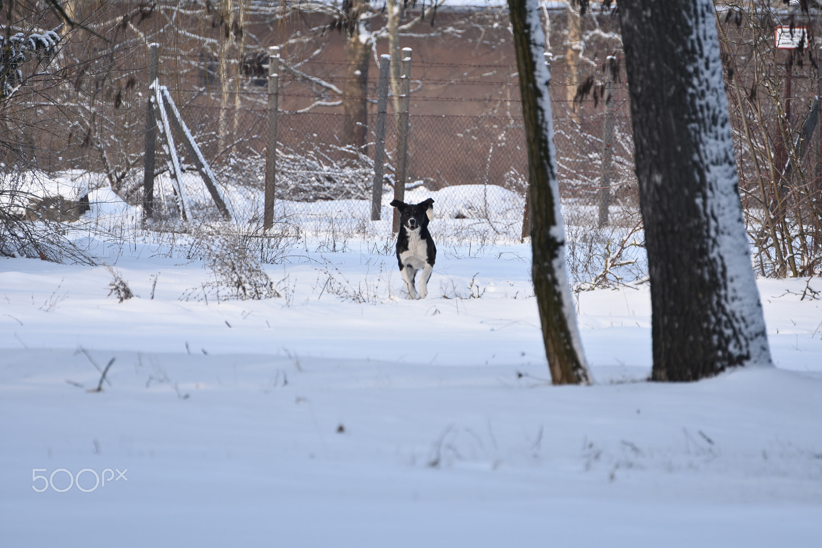 Nikon D3400 sample photo. Run! photography