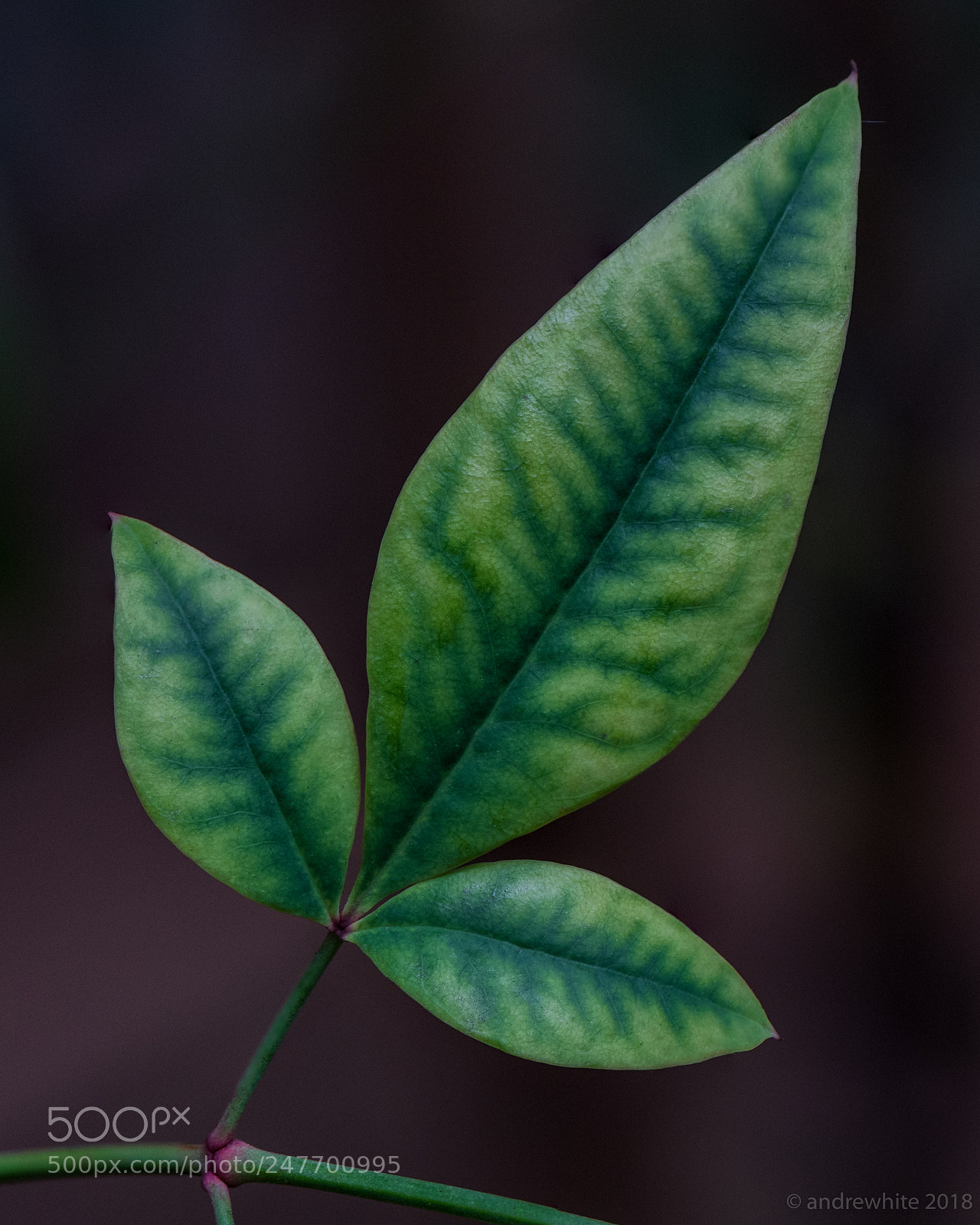 Nikon D850 sample photo. Spring nandina photography
