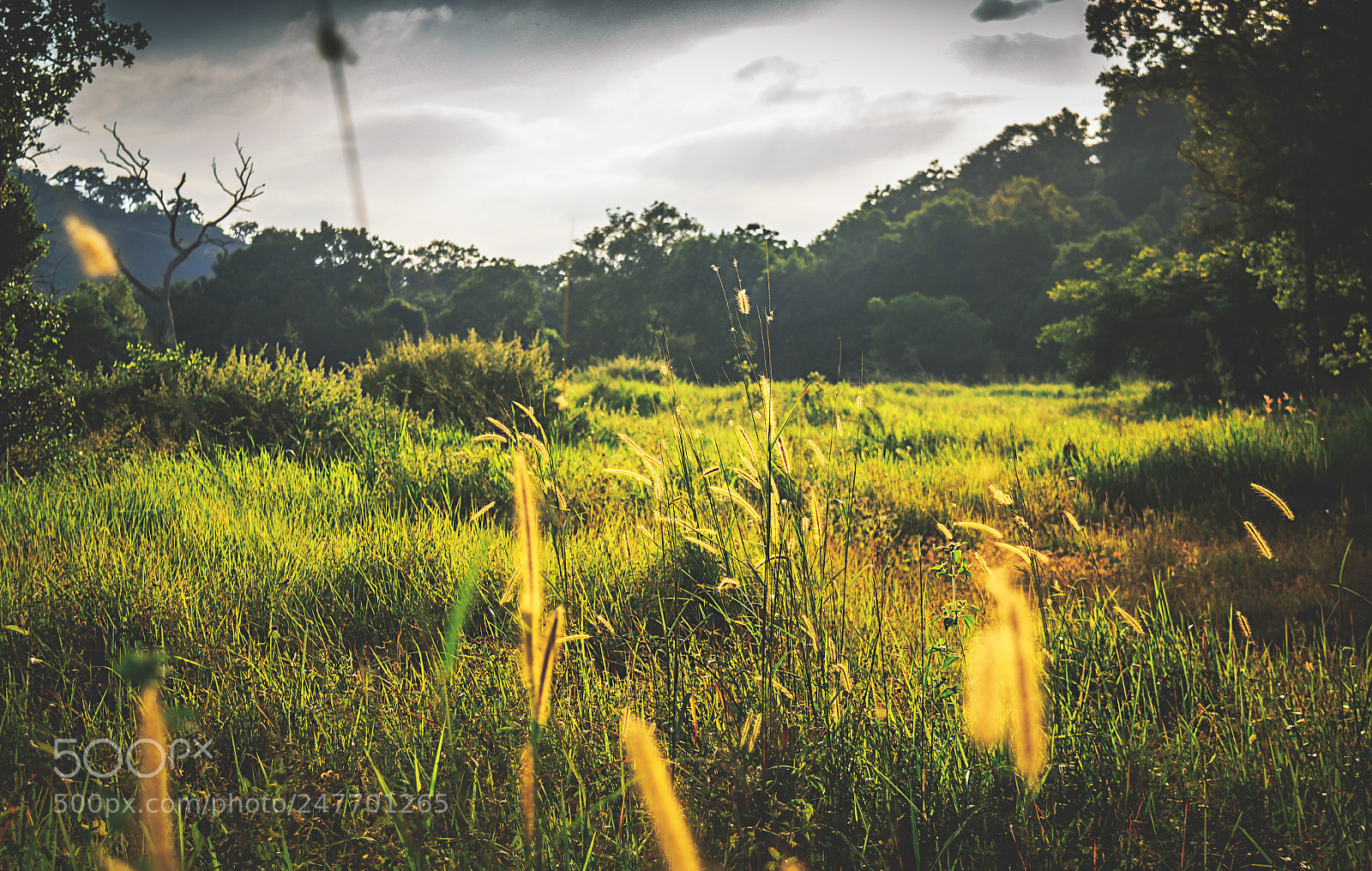 Canon EOS 600D (Rebel EOS T3i / EOS Kiss X5) sample photo. The kaludiya pokuna forest photography