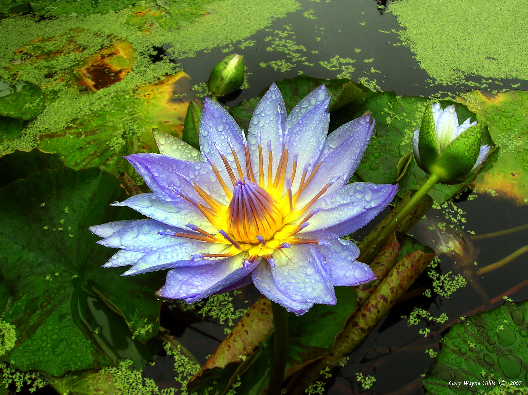 Nikon E4600 sample photo. Water lotus photography
