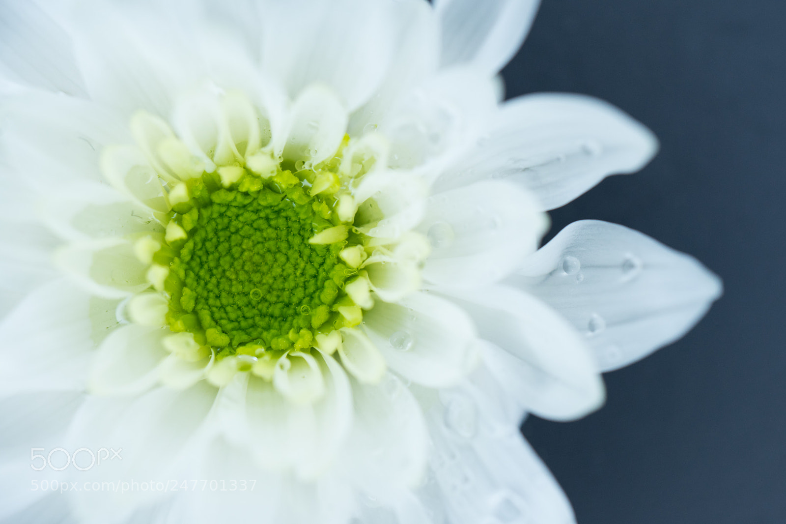 Sony a7 II sample photo. Untitled photography