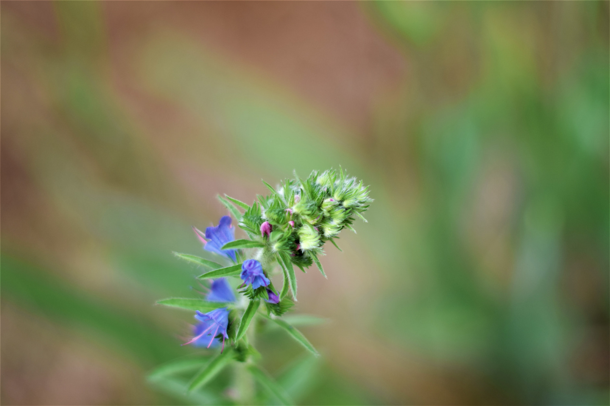 Nikon D3300 + Nikon AF-S Nikkor 50mm F1.4G sample photo. Summer photography