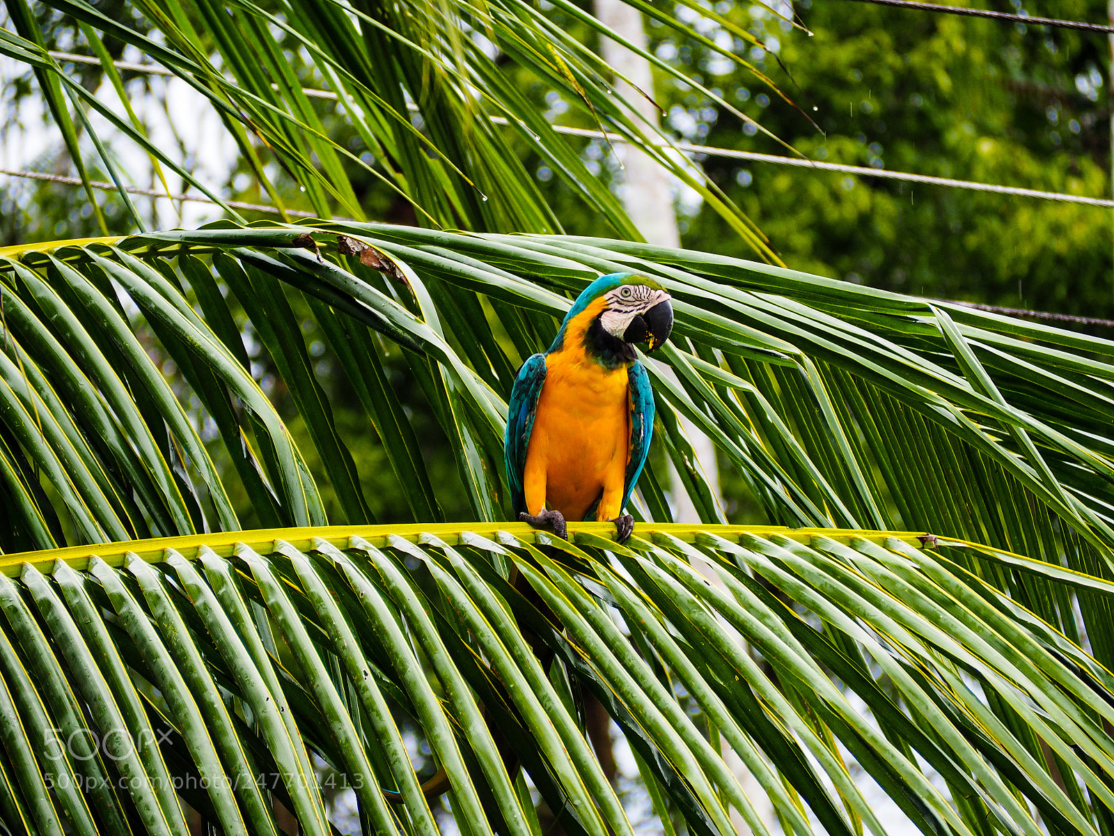 Olympus OM-D E-M5 II sample photo. Parrot in the amazon photography