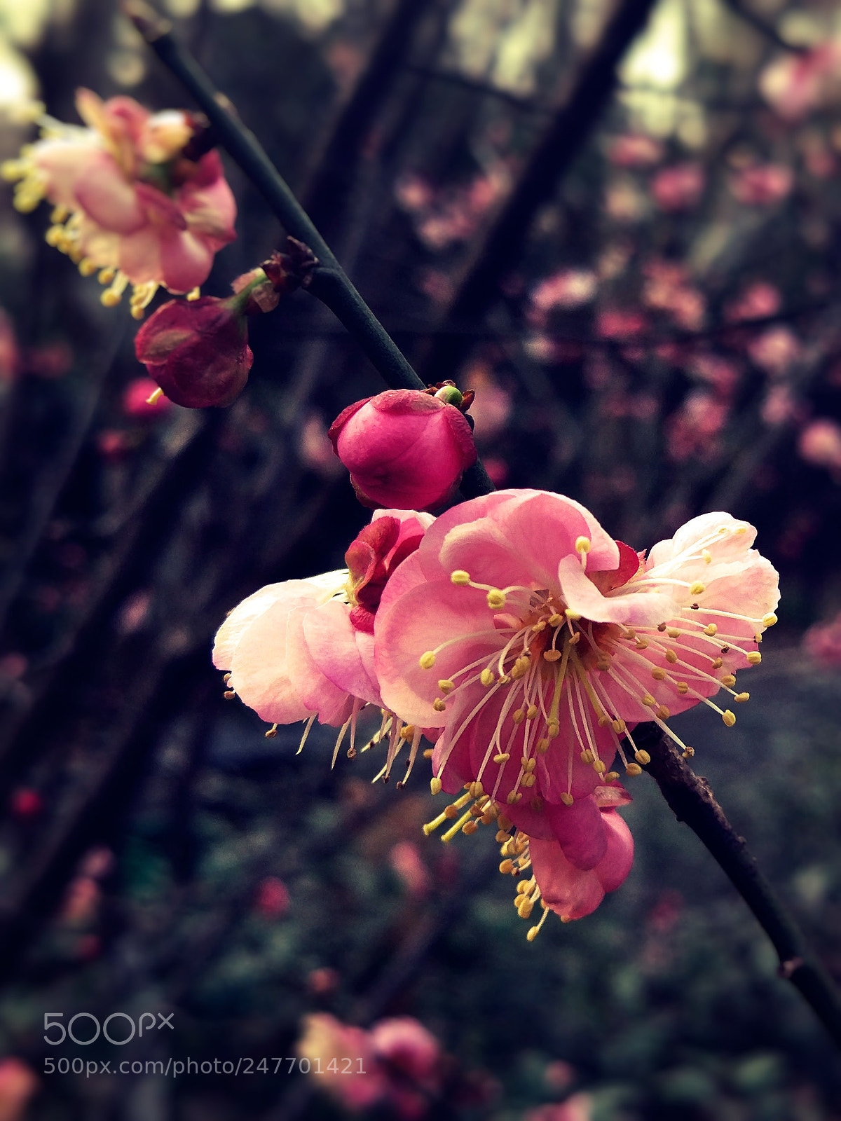 Xiaomi MI 5 sample photo. Untitled photography