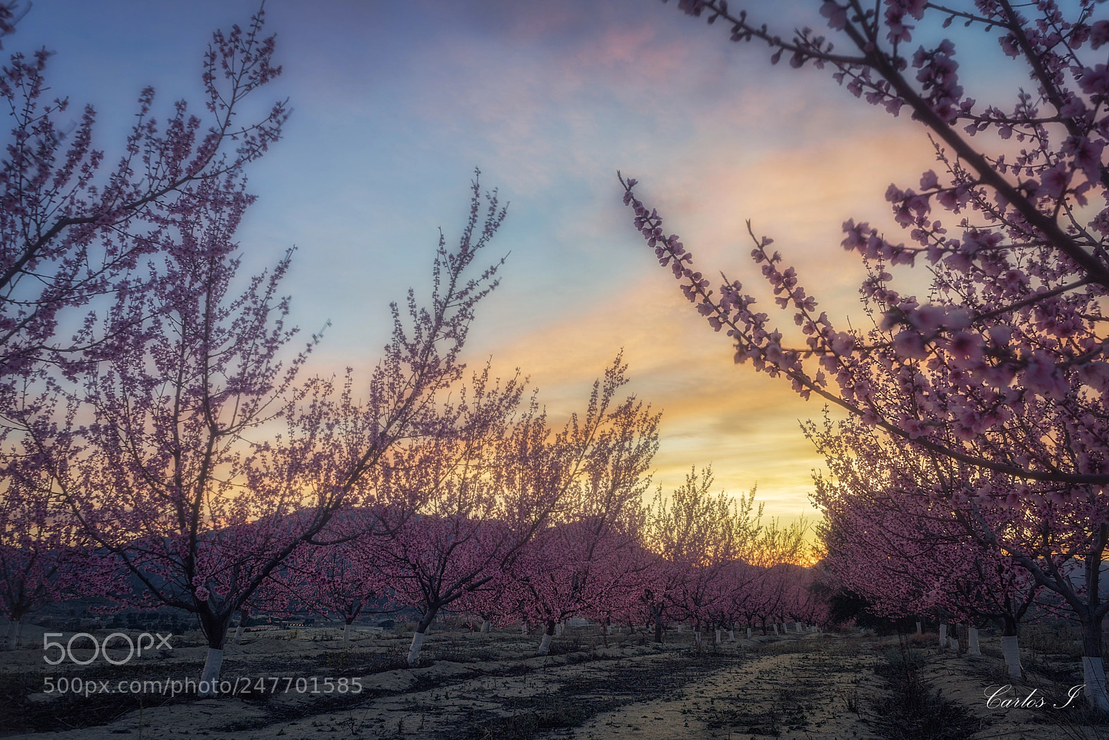 Sony a7 II sample photo. Floración cieza photography
