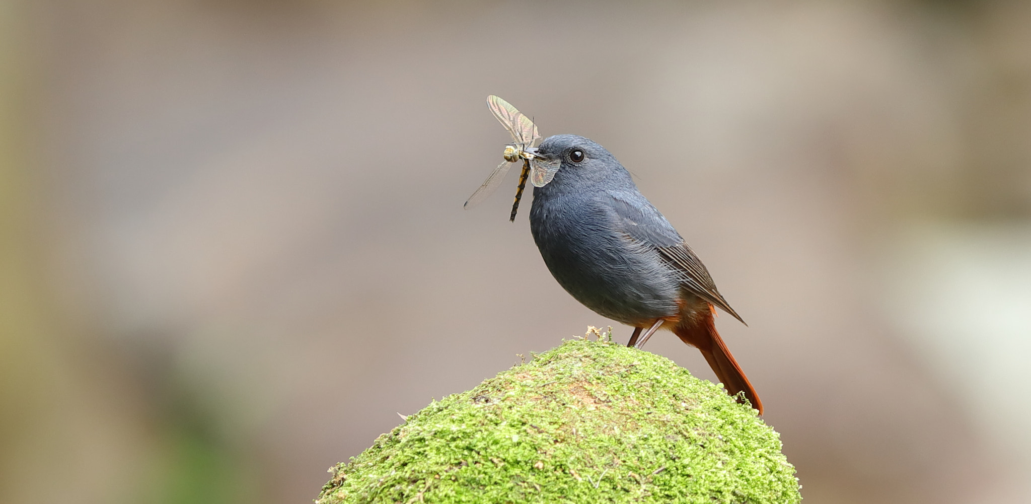 Canon EF 300mm F4L IS USM sample photo. 紅尾水鴝(雄性) plumbeous redstart (male) photography
