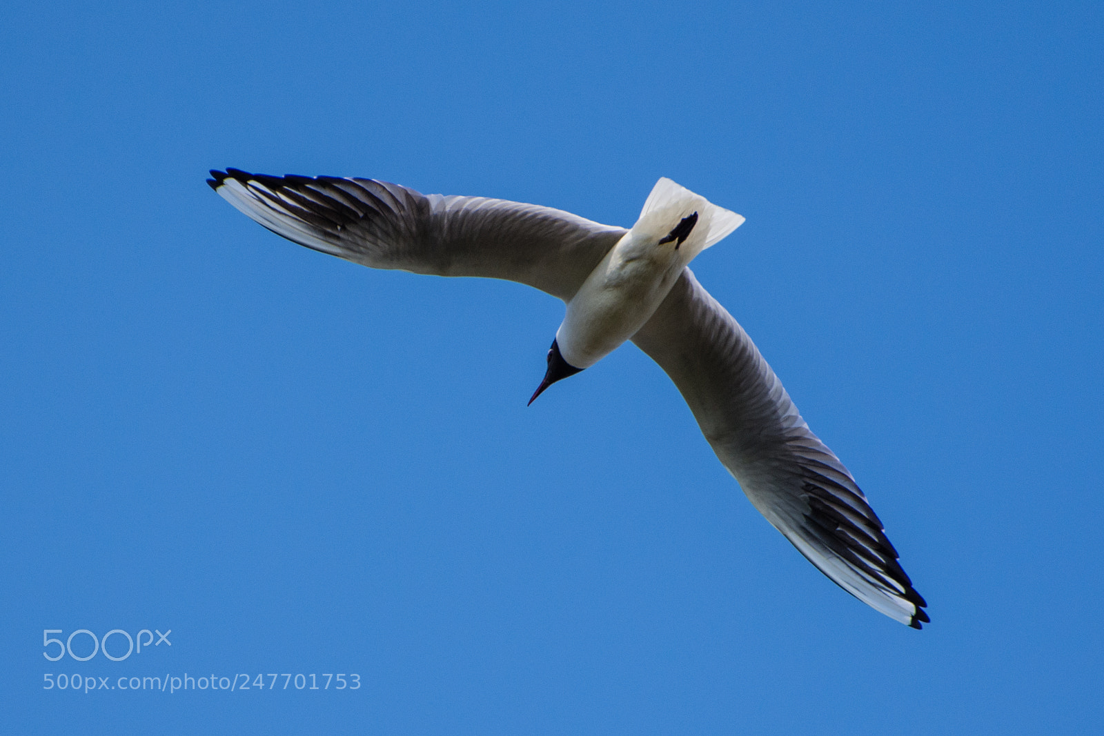 Nikon D7200 sample photo. Chroicocephalus ridibundus photography